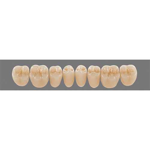 Lower 23L D2 Lingoform Teeth - Classical